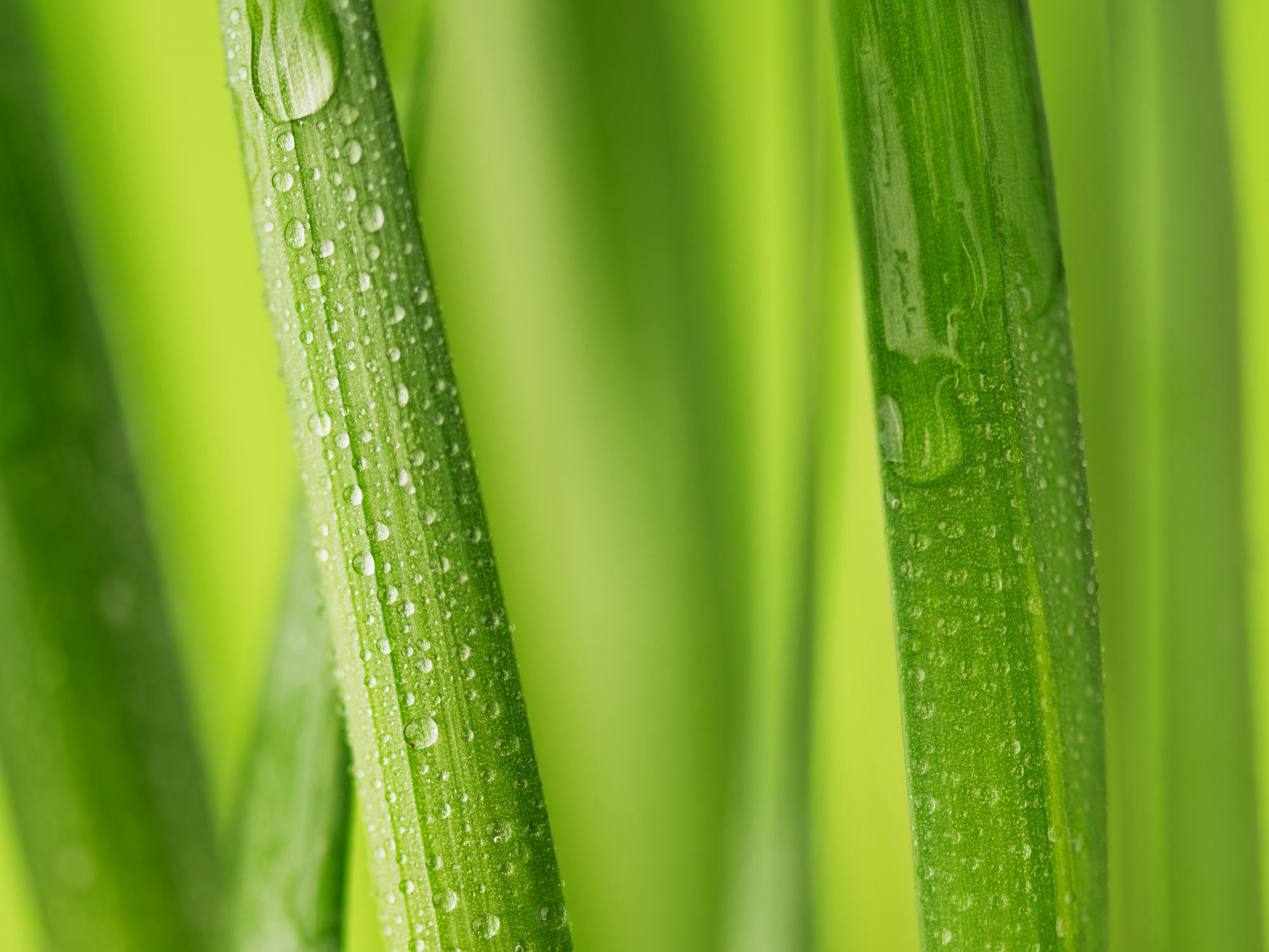 禾正生技 Horzen Biotech 保健食品原料供應商